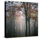 Forest Mood-Philippe Manguin-Premier Image Canvas