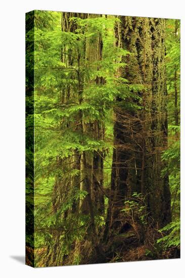 Forest, Moran State Park, Washington, USA-Michel Hersen-Premier Image Canvas