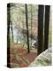 Forest of Eastern Hemlock Trees in East Haddam, Connecticut, USA-Jerry & Marcy Monkman-Premier Image Canvas