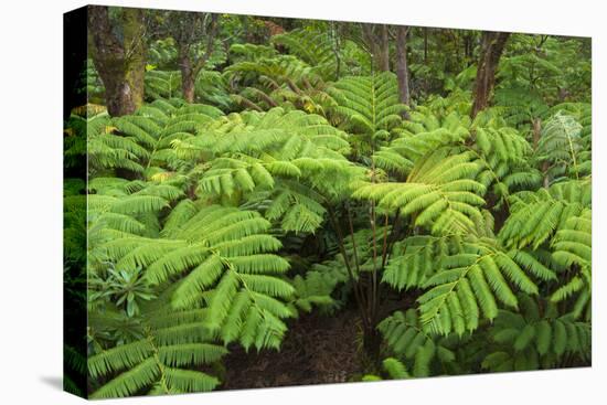 Forest of Tree Ferns, Cibotium Glaucum, Volcano, Hawaii-Maresa Pryor-Premier Image Canvas