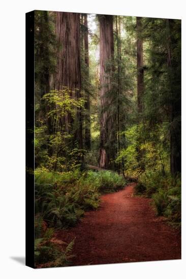 Forest Path I-Danny Head-Premier Image Canvas