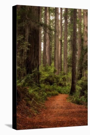 Forest Path II-Danny Head-Premier Image Canvas