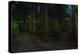 Forest path, Sitka National Historic Park aka Totem Park, Sitka, Alaska-Mark A Johnson-Premier Image Canvas