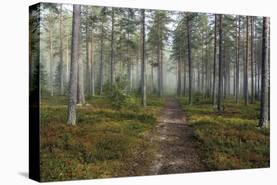 Forest Path-Andreas Stridsberg-Stretched Canvas