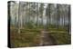 Forest Path-Andreas Stridsberg-Stretched Canvas