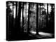 Forest Path-Sharon Wish-Premier Image Canvas