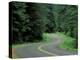 Forest Road in Olympic National Park, Washington, USA-Adam Jones-Premier Image Canvas
