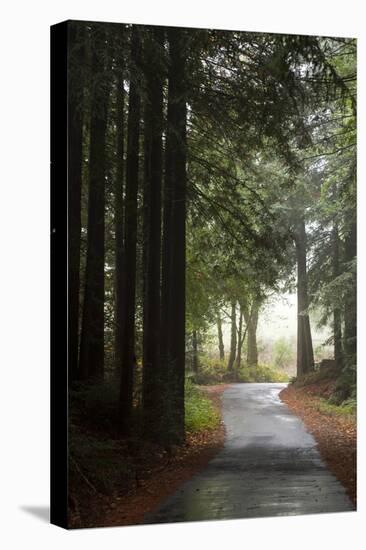 Forest Road-Lance Kuehne-Premier Image Canvas