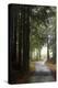 Forest Road-Lance Kuehne-Premier Image Canvas