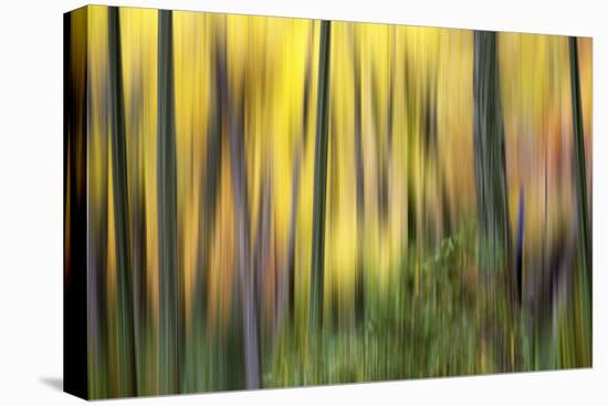 Forest Run II-James McLoughlin-Premier Image Canvas