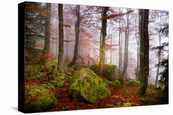 Forest Sanctuary-Philippe Sainte-Laudy-Premier Image Canvas