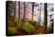 Forest Sanctuary-Philippe Sainte-Laudy-Premier Image Canvas