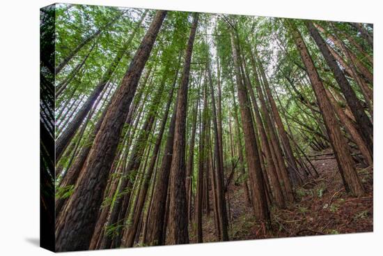 Forest Scene in Muir Woods State Park, Mill Valley, Ca-James White-Premier Image Canvas