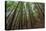 Forest Scene in Muir Woods State Park, Mill Valley, Ca-James White-Premier Image Canvas