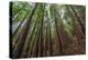 Forest Scene in Muir Woods State Park, Mill Valley, Ca-James White-Premier Image Canvas