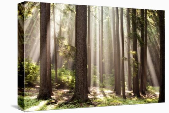 Forest Scene with Sun Rays Shining Through Branches-null-Premier Image Canvas