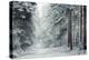 Forest Snow-David Baker-Premier Image Canvas