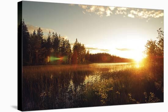 Forest Sunset-Andreas Stridsberg-Stretched Canvas