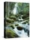 Forest, Torrent, Stones, Moss-Thonig-Premier Image Canvas