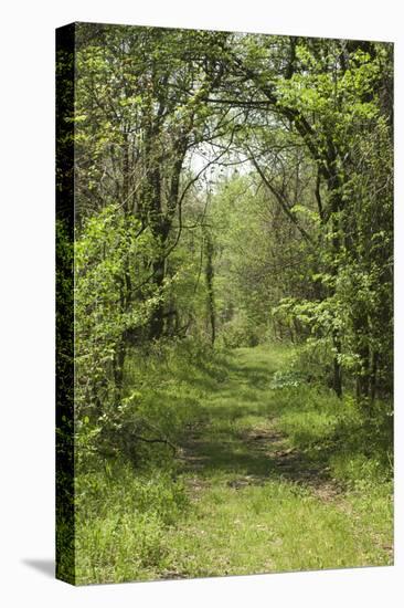 Forest Trail on Chickasaw Bluff near the Mississippi River, Tennessee-null-Premier Image Canvas