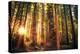 Forest Trail Sunset-duallogic-Premier Image Canvas