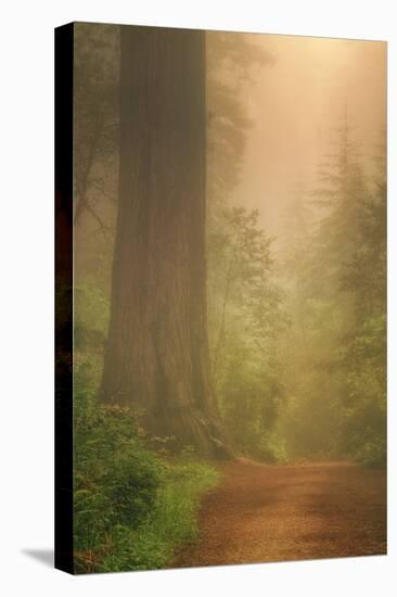 Forest Trail-Vincent James-Premier Image Canvas