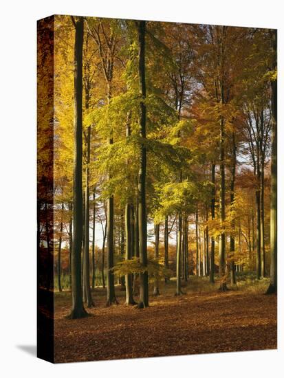 Forest, Trees, Beech Trees, Autumn-Thonig-Premier Image Canvas