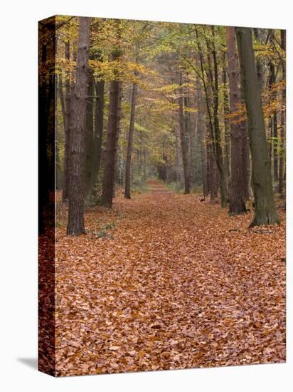 Forest Way, Paderborn, Germany-Thorsten Milse-Premier Image Canvas