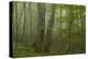 Forest with Beech Trees and Black Pines in Mist, Crna Poda Nr, Tara Canyon, Durmitor Np, Montenegro-Radisics-Premier Image Canvas