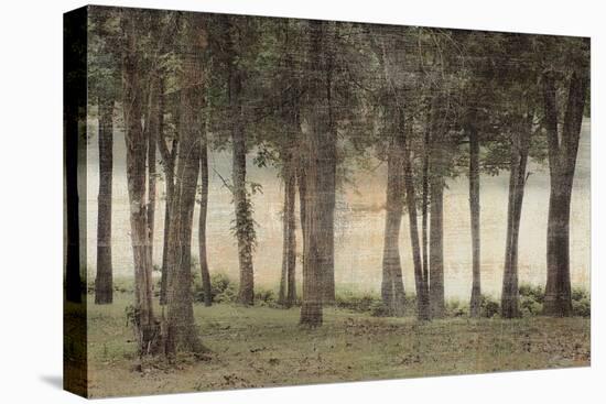 Forest-Erin Clark-Stretched Canvas