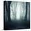 Forest-Mark Ashkenazi-Premier Image Canvas