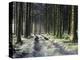 Forestry Commission Plantation, Sousons, Dartmoor, Devon, England, United Kingdom, Europe-David Lomax-Premier Image Canvas