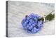 Forget-Me-Not, Bunch-Andrea Haase-Premier Image Canvas