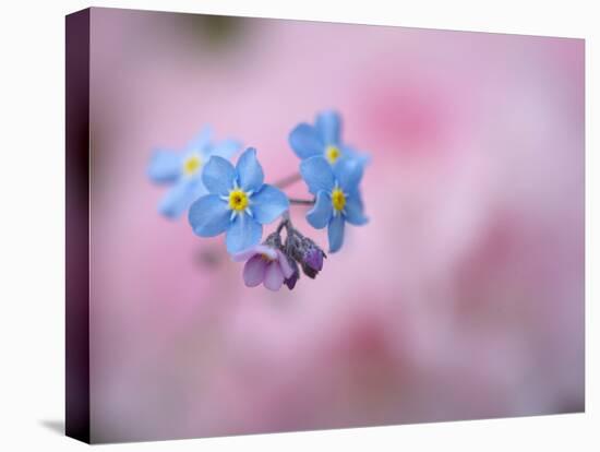 Forget-Me-Not Flowers, New Brunswick, Canada-Ellen Anon-Premier Image Canvas