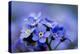 Forget Me Not Flowers - Spring Garden-Gorilla-Premier Image Canvas