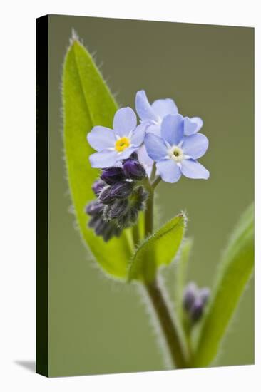 Forget-Me-Not, Myosotis, Blossoms-Rainer Mirau-Premier Image Canvas