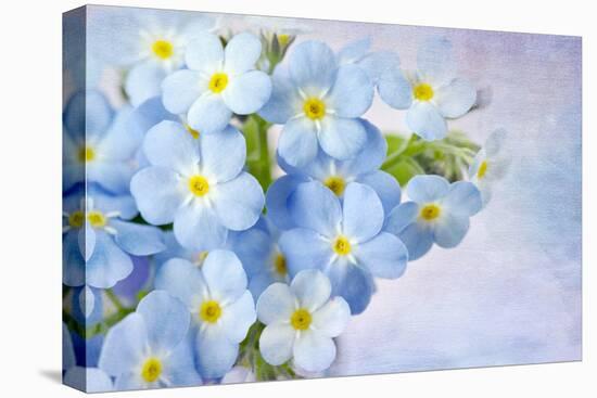 Forget Me Not on Blue Background-egal-Premier Image Canvas