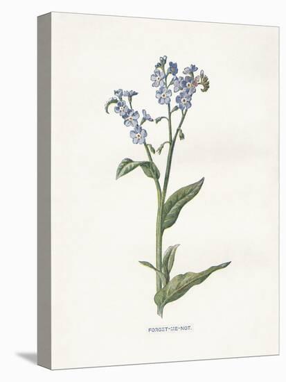 Forget me Not-Gwendolyn Babbitt-Stretched Canvas