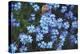 Forget Me Nots III-Laura Marshall-Premier Image Canvas