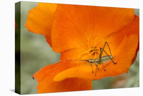 Fork-Tailed Bush Katydid Nymph on a Flower, Los Angeles, California-Rob Sheppard-Premier Image Canvas