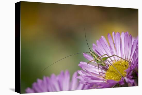 Fork-Tailed Bush Katydid Nymph on Aster, Los Angeles, California-Rob Sheppard-Premier Image Canvas