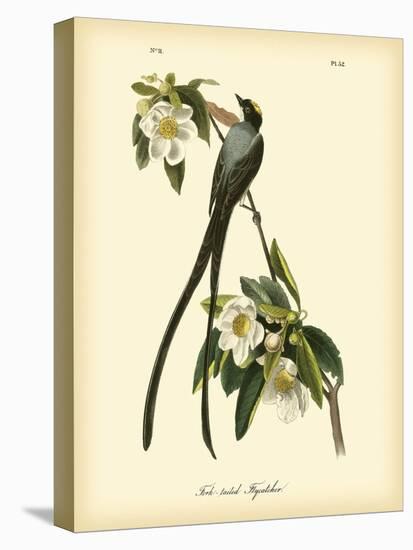 Fork-Tailed Flycatcher-John James Audubon-Stretched Canvas