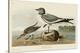 Fork-Tailed Gull-John James Audubon-Stretched Canvas