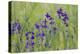 Forking Larkspur (Delphinium Consolida - Consolida Regalis) in Flower, East Slovakia, Europe-Wothe-Premier Image Canvas