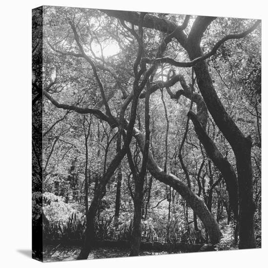 Form of Trees-null-Premier Image Canvas