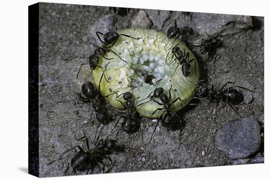 Formica Rufa (Red Wood Ant) - Attacking a Larva-Paul Starosta-Premier Image Canvas