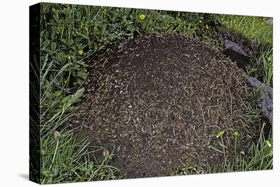 Formica Rufa (Red Wood Ant) - Dome-Shaped Nest-Paul Starosta-Premier Image Canvas