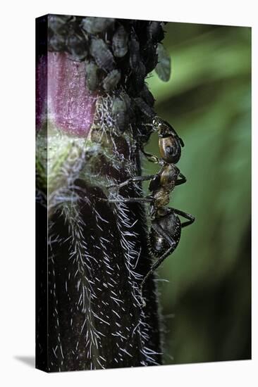 Formica Rufa (Red Wood Ant) - with Aphids-Paul Starosta-Premier Image Canvas