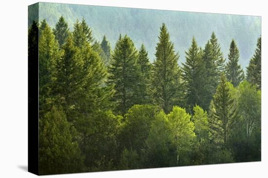 Forrest of Green Pine Trees on Mountainside with Rain-eric1513-Premier Image Canvas