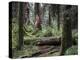 Forrest-J.D. Mcfarlan-Premier Image Canvas